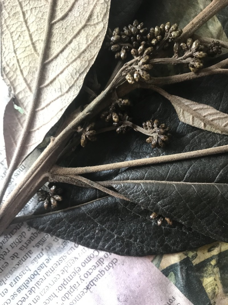Critoniopsis lindenii photo 3