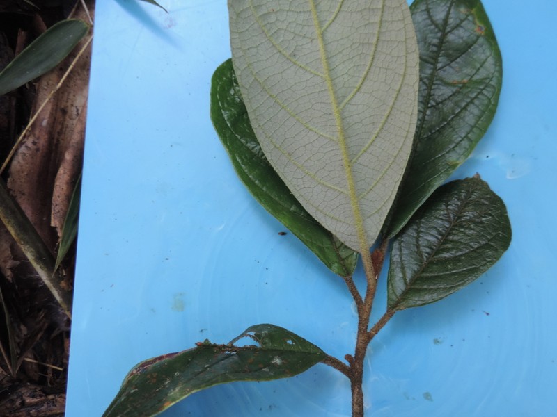 Critoniopsis lindenii photo 4