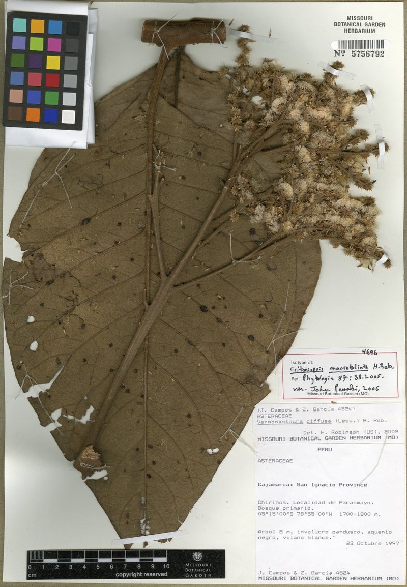Critoniopsis macrofoliata
