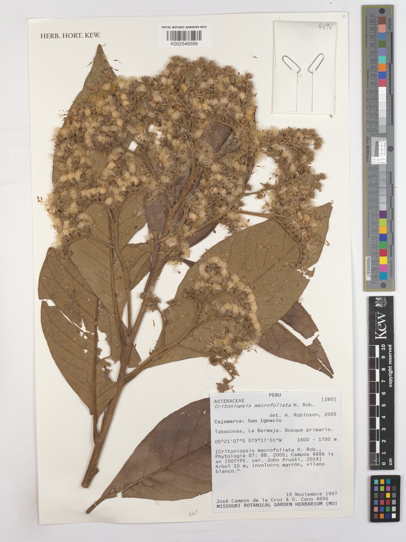 Critoniopsis macrofoliata photo 2