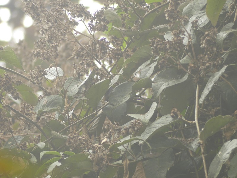 Critoniopsis occidentalis