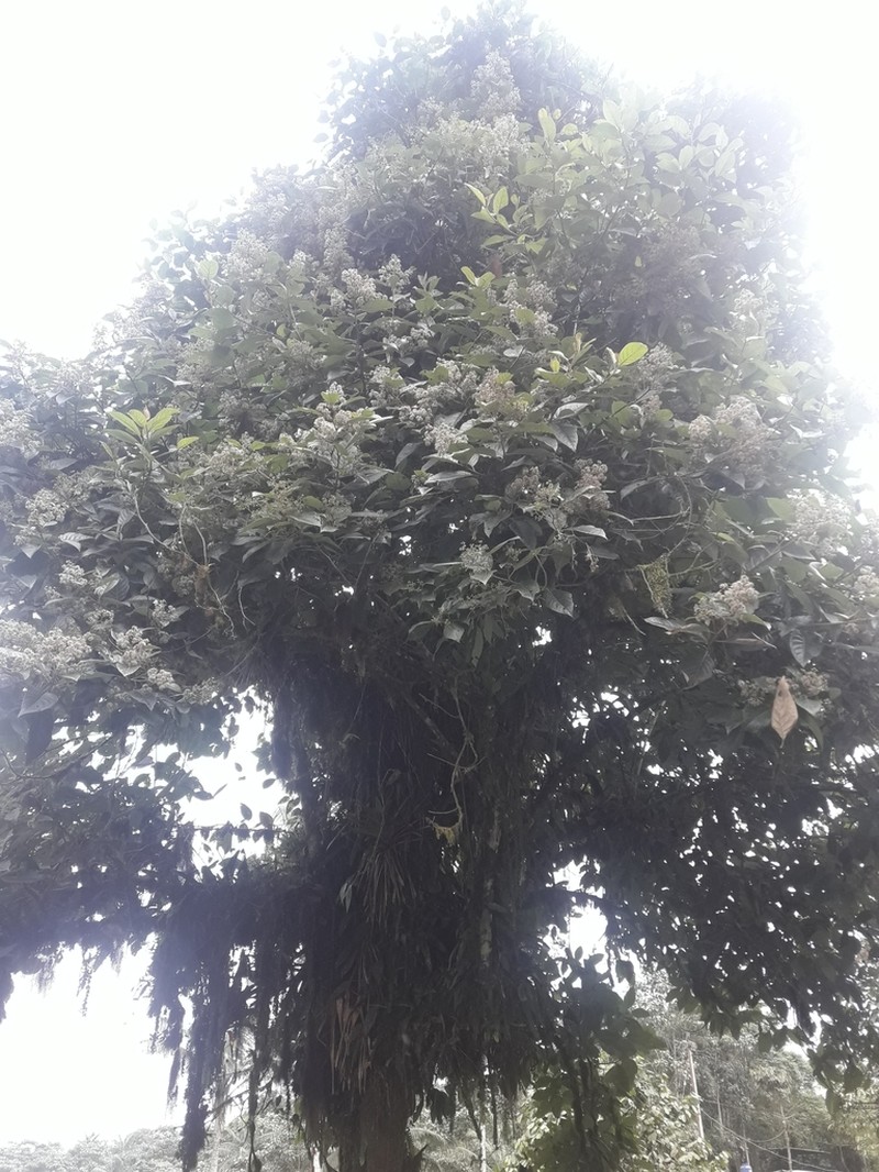 Critoniopsis occidentalis photo 2