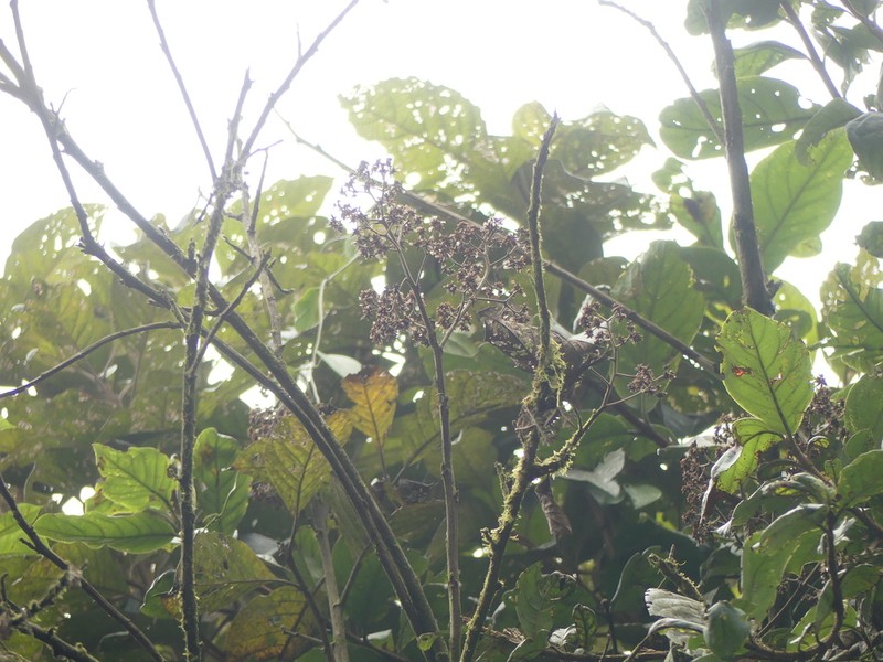 Critoniopsis occidentalis photo 4