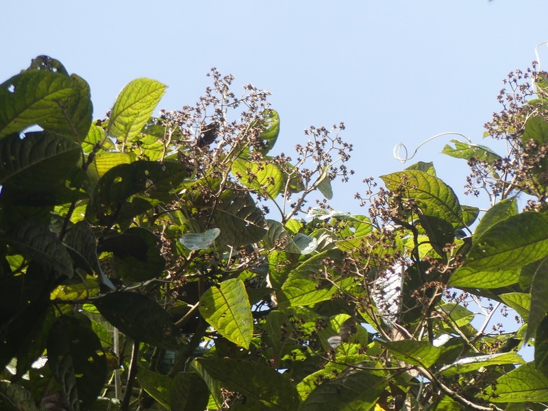 Critoniopsis occidentalis photo 5
