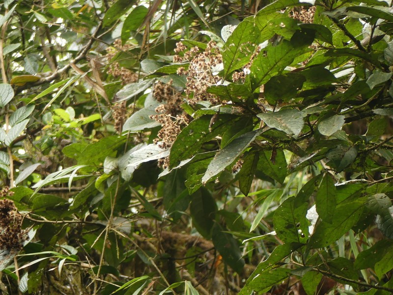 Critoniopsis occidentalis photo 6