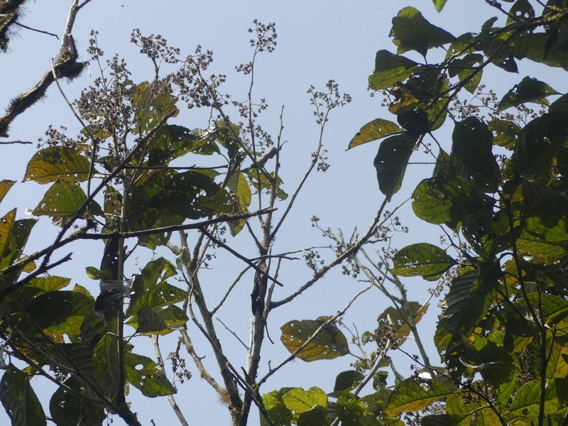 Critoniopsis occidentalis photo 7