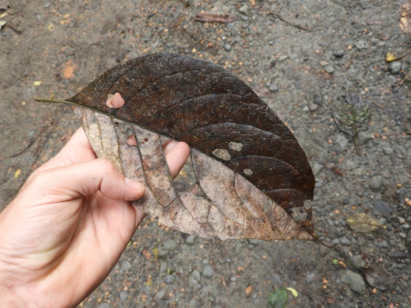 Critoniopsis occidentalis photo 8