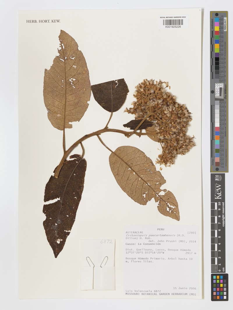 Critoniopsis paucartambensis