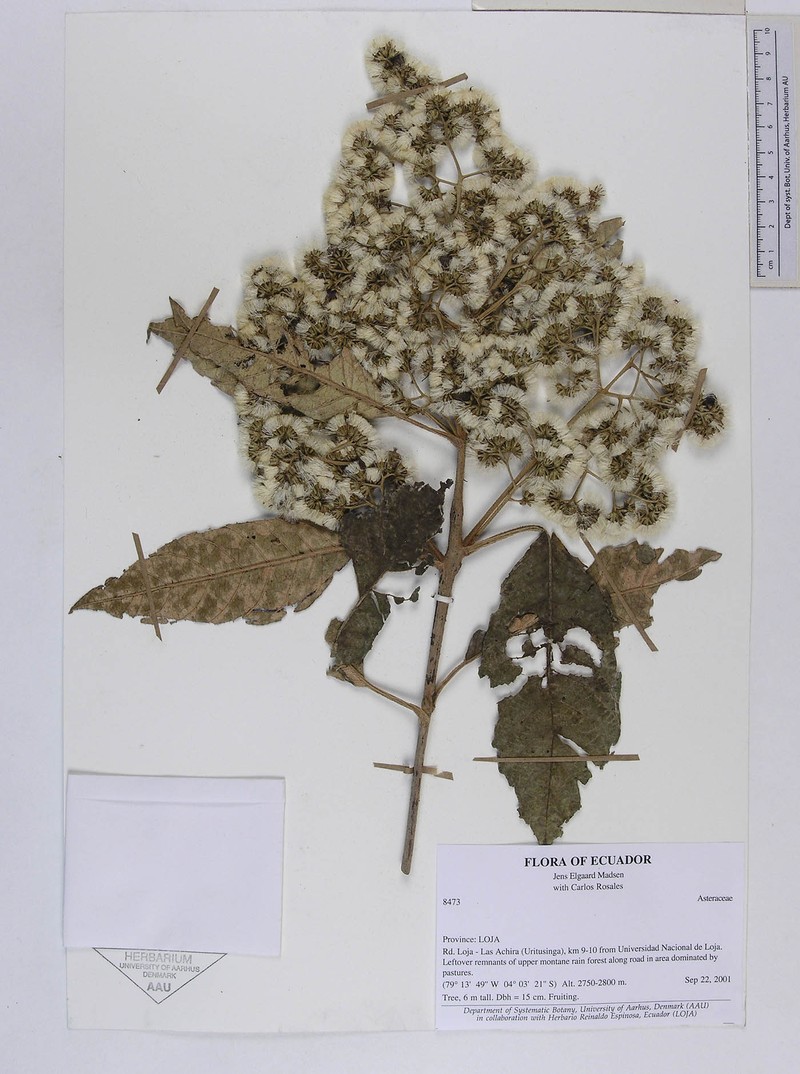 Critoniopsis persetosa