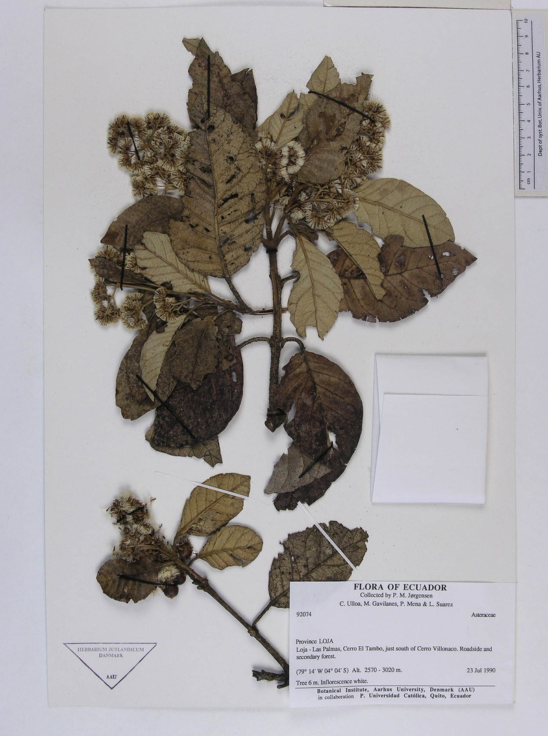 Critoniopsis persetosa photo 2