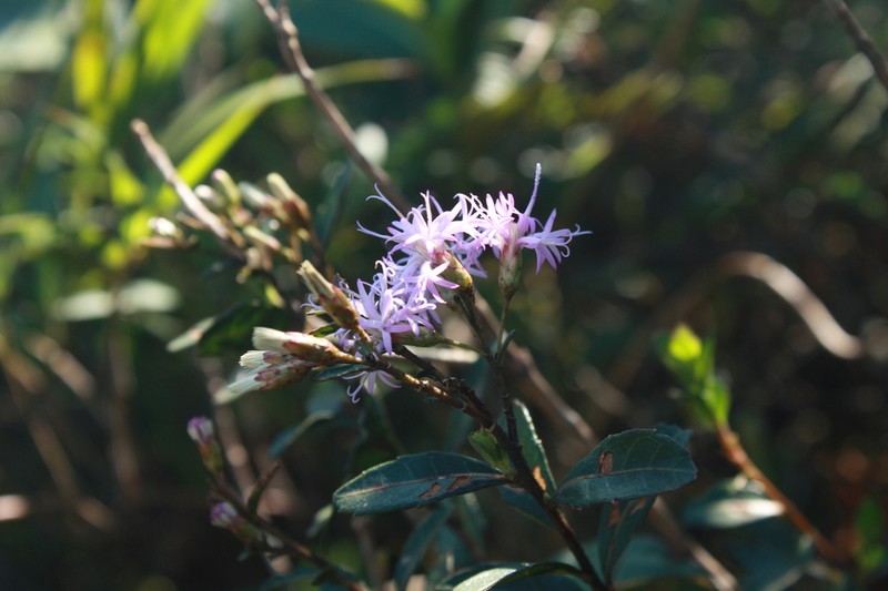 Critoniopsis quinqueflora