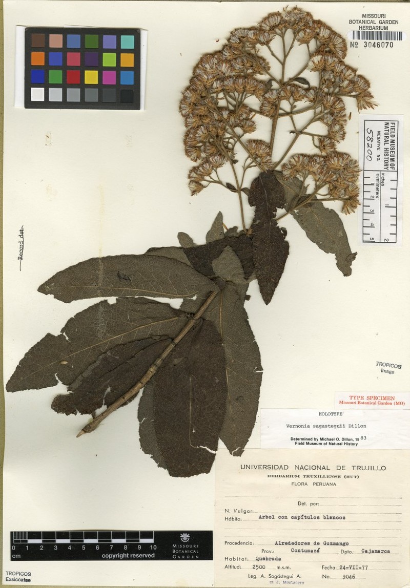 Critoniopsis sagasteguii