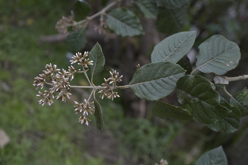 Critoniopsis sodiroi