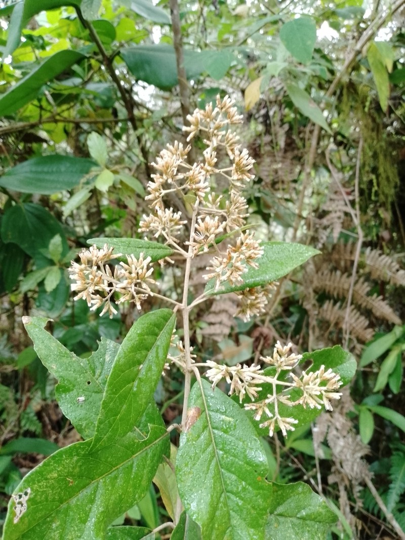 Critoniopsis sodiroi photo 2