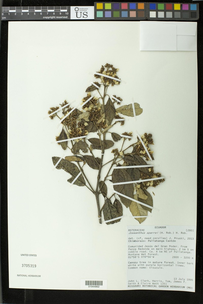 Critoniopsis sodiroioides