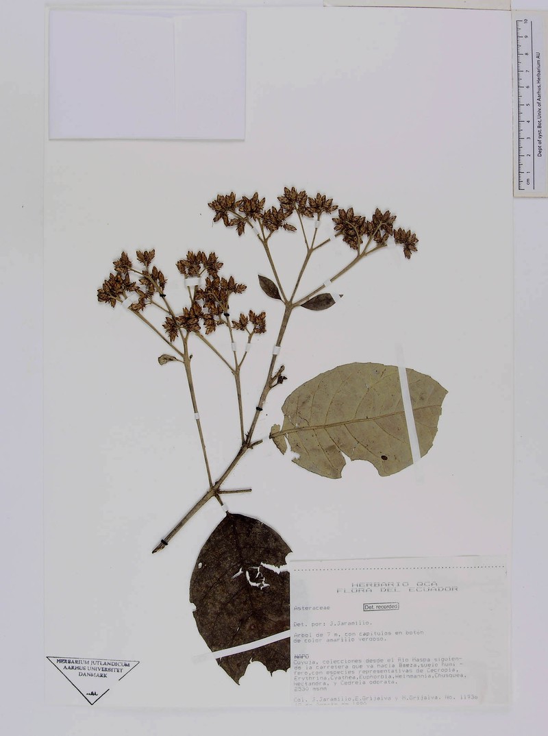 Critoniopsis sodiroioides photo 2