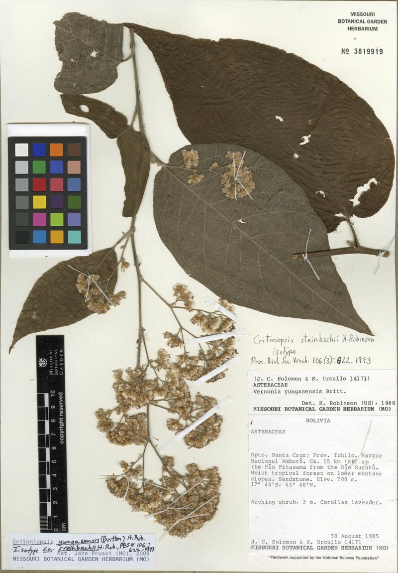 Critoniopsis steinbachii