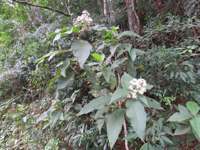 Critoniopsis stellata