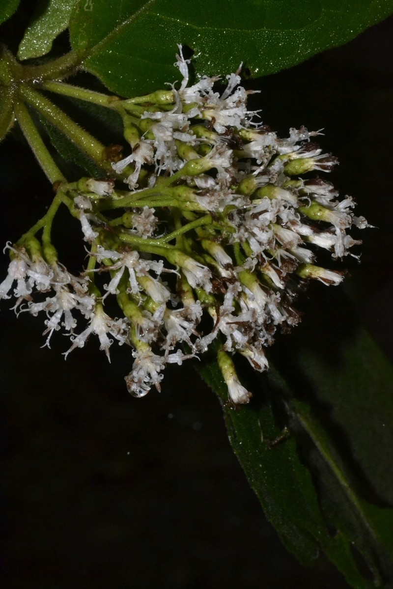 Critoniopsis stellata photo 2