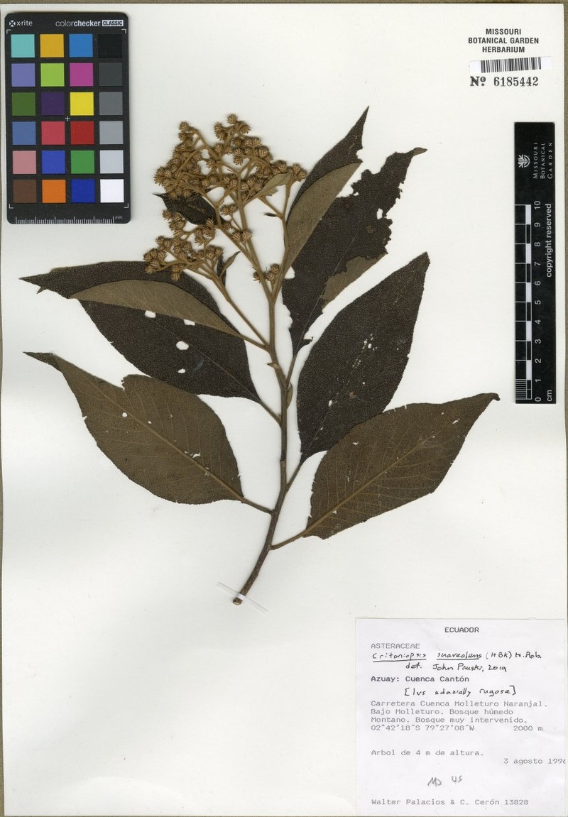 Critoniopsis suaveolens