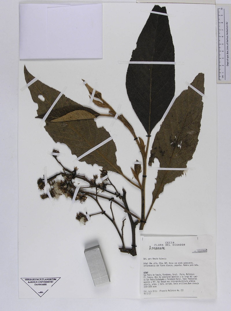 Critoniopsis suaveolens photo 2