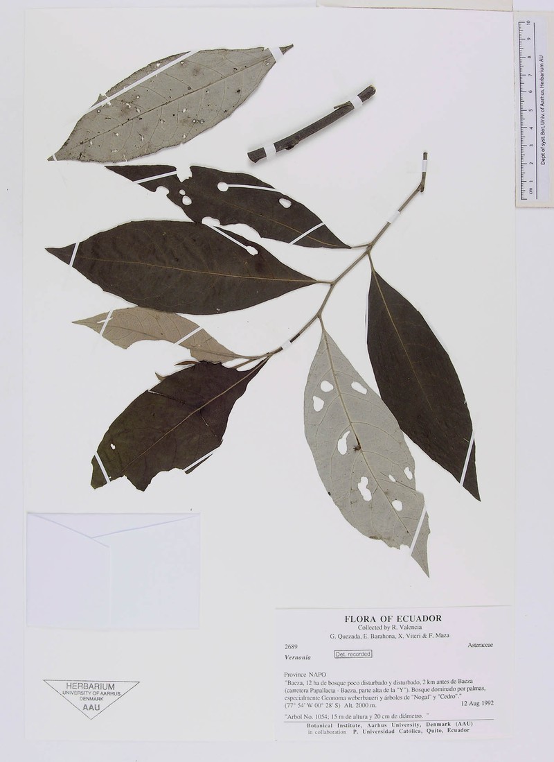 Critoniopsis tungurahuae