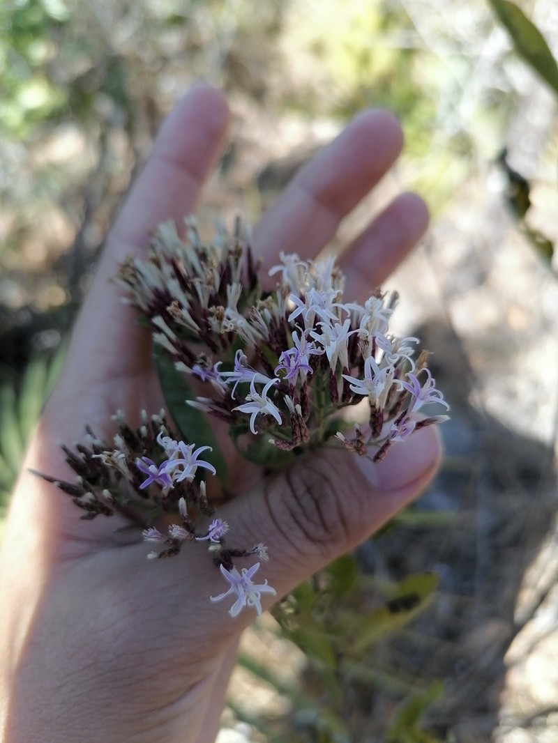 Critoniopsis uniflora photo 2