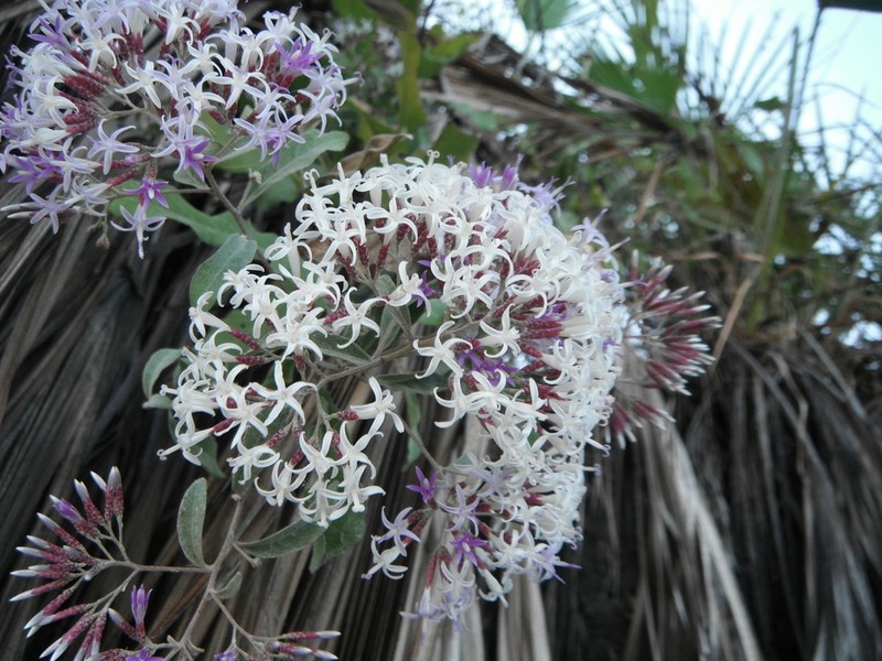 Critoniopsis uniflora photo 3