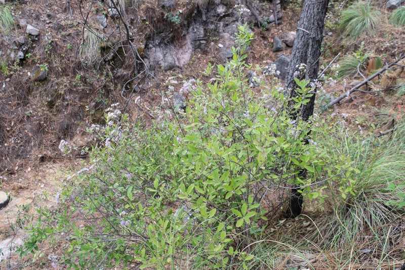 Critoniopsis uniflora photo 4