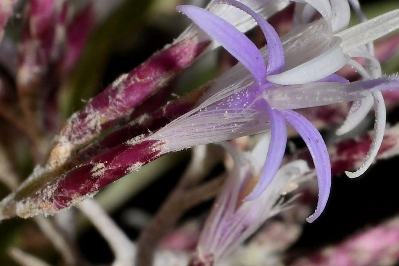Critoniopsis uniflora photo 5