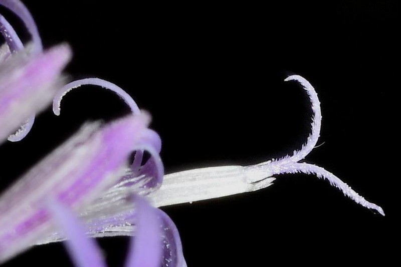 Critoniopsis uniflora photo 7