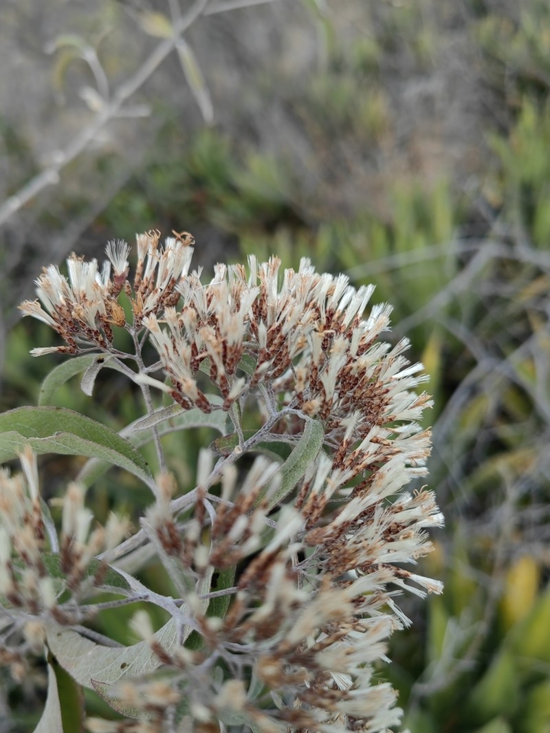 Critoniopsis uniflora photo 8