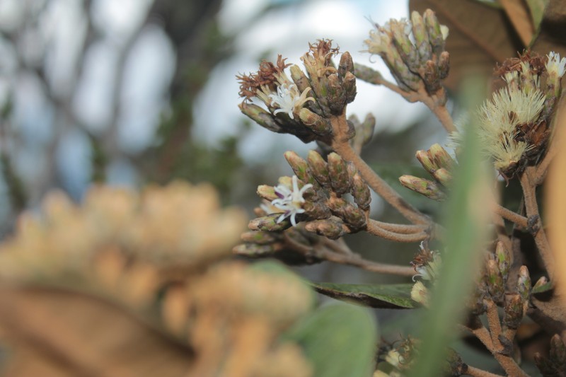 Critoniopsis uribei photo 2