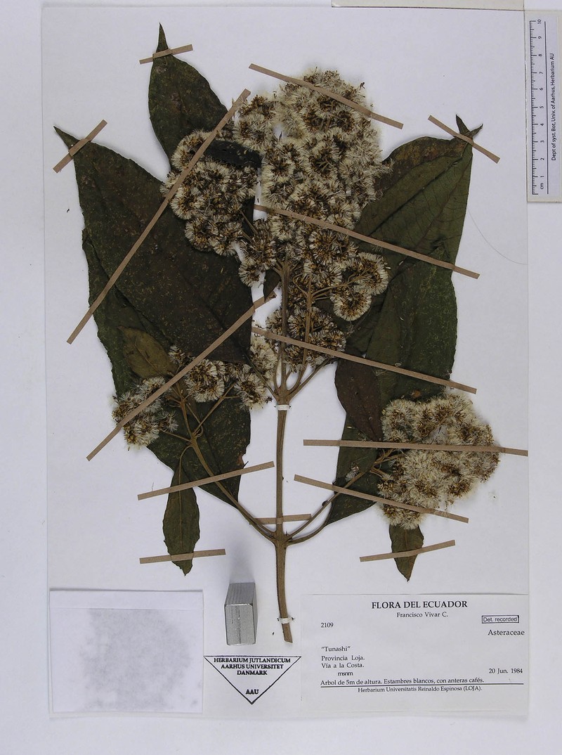 Critoniopsis vivarii