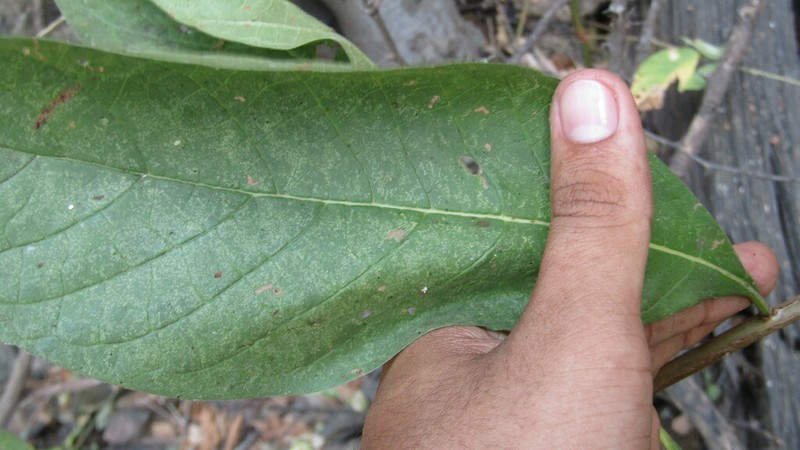 Critoniopsis woytkowskii