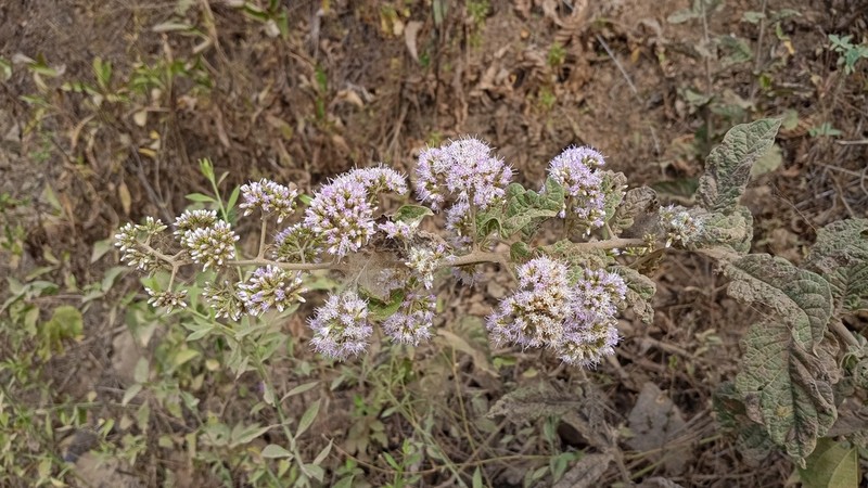 Critoniopsis woytkowskii photo 2