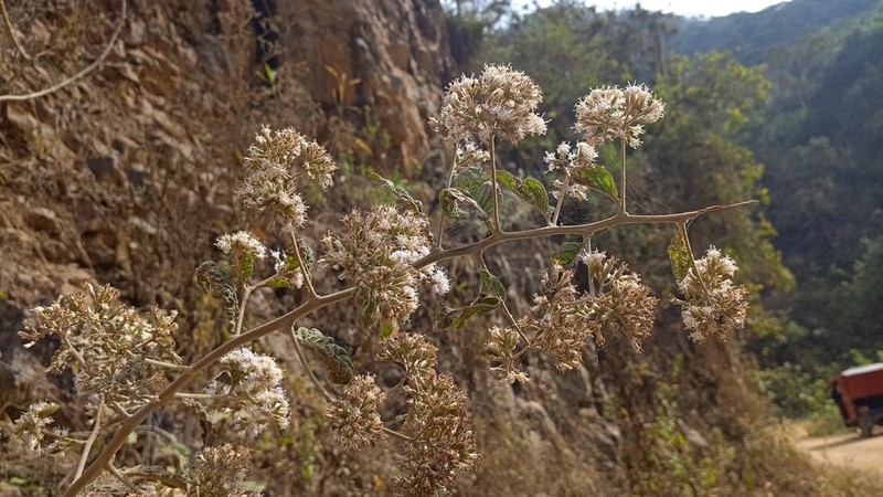 Critoniopsis woytkowskii photo 3