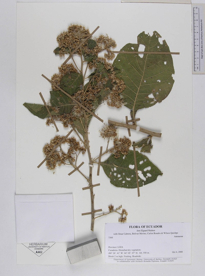 Critoniopsis woytkowskii photo 4