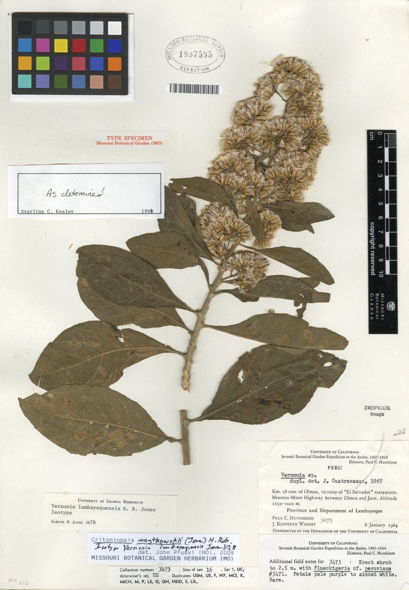 Critoniopsis woytkowskii photo 5