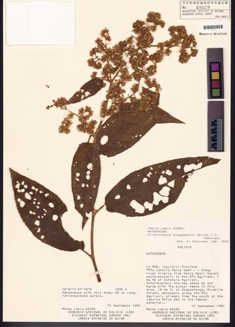 Critoniopsis yungasensis