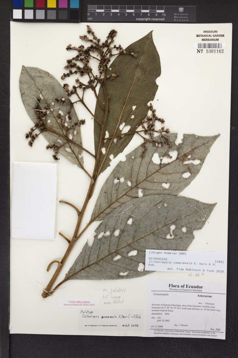 Critoniopsis zamorensis