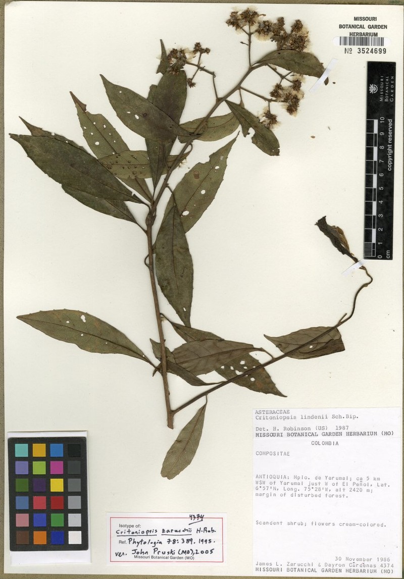 Critoniopsis zarucchii