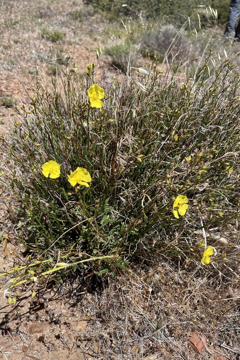 Crocanthemum aldersonii photo 7
