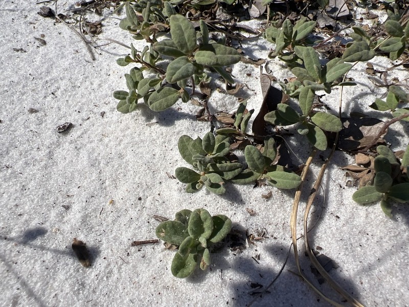 Coastal Sand Frostweed