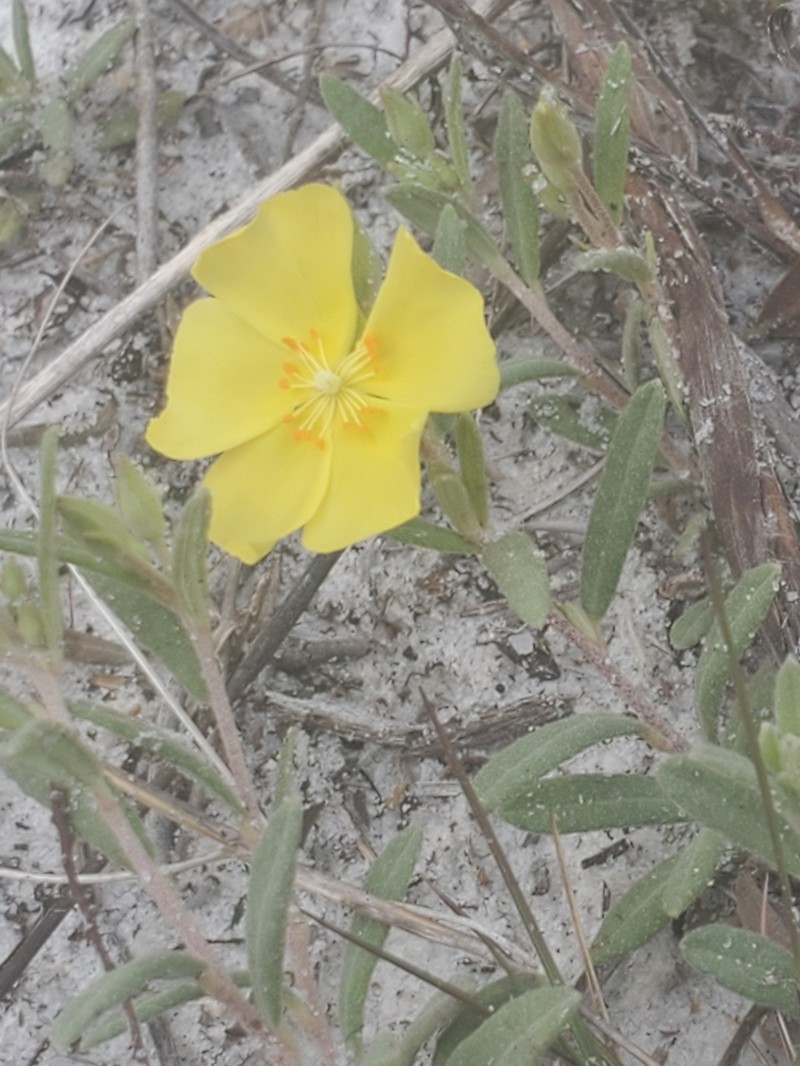 Coastal Sand Frostweed photo 2