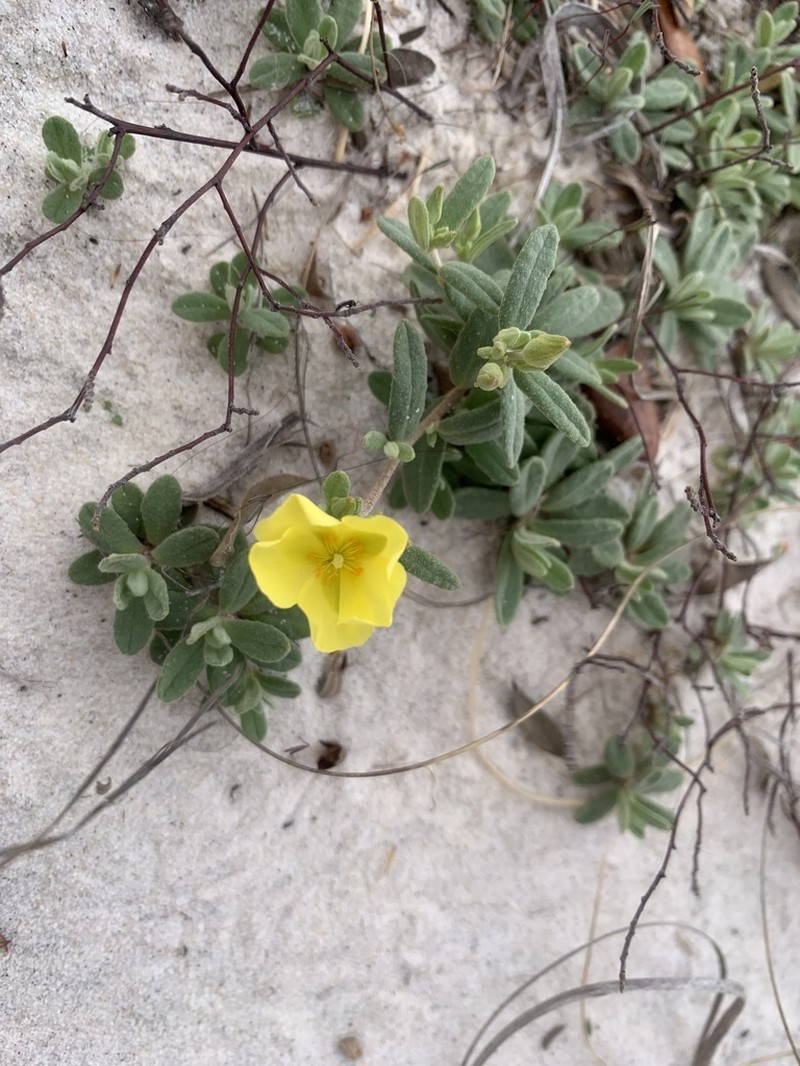 Coastal Sand Frostweed photo 3