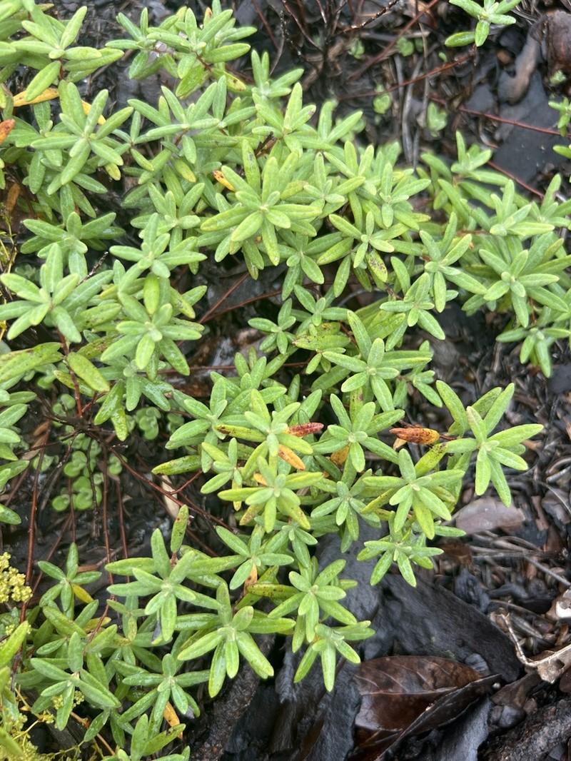 Coastal Sand Frostweed photo 4
