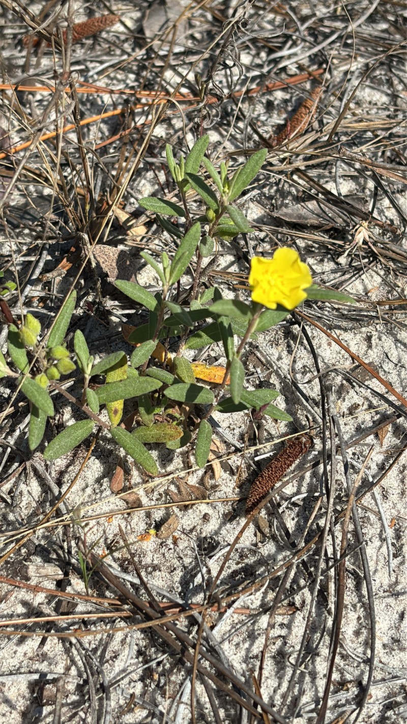 Coastal Sand Frostweed photo 5