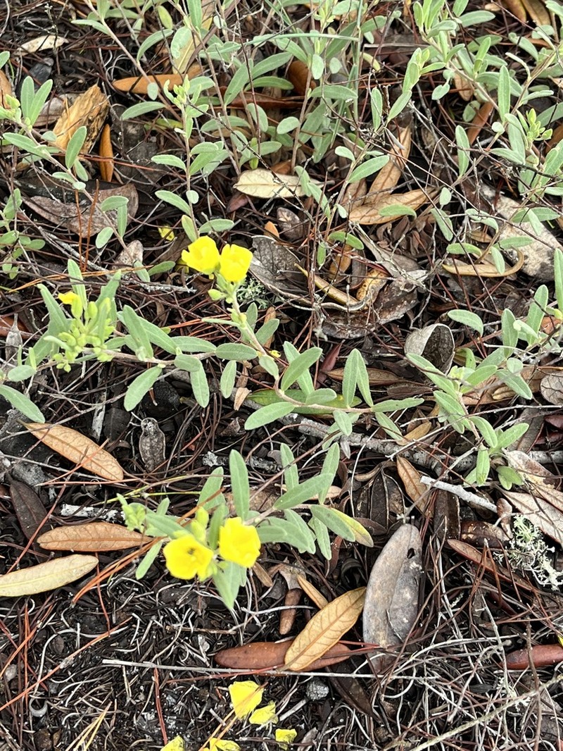Coastal Sand Frostweed photo 6