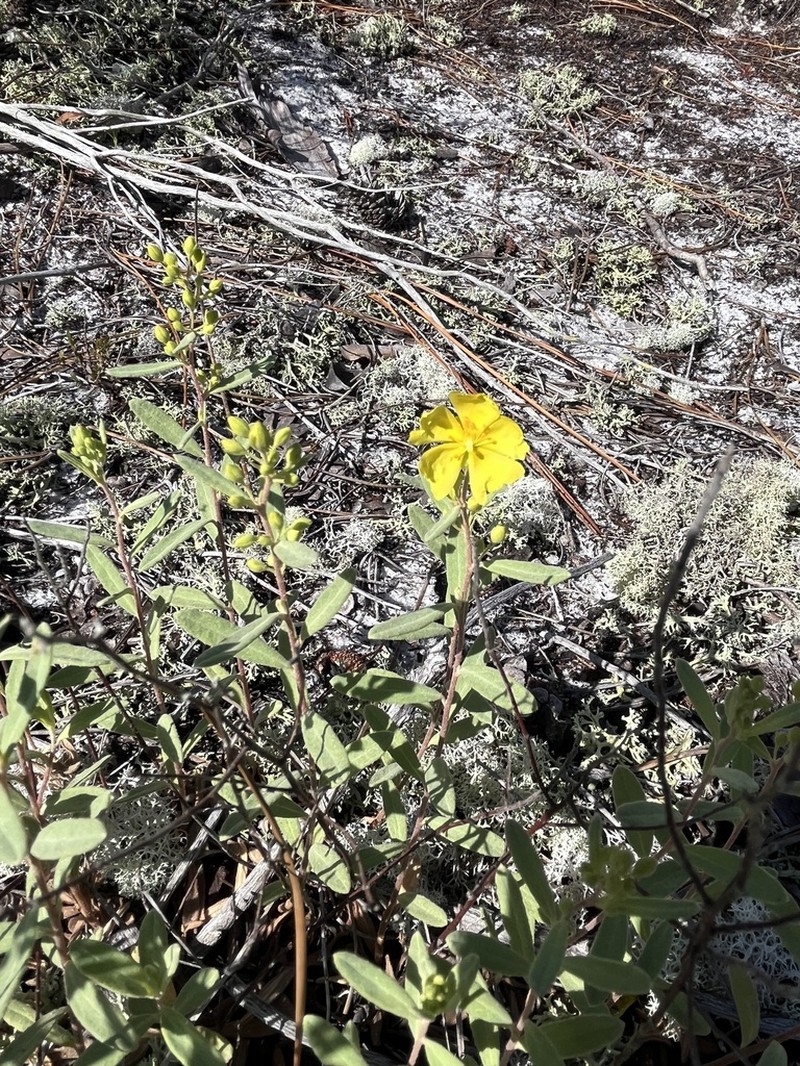 Coastal Sand Frostweed photo 7